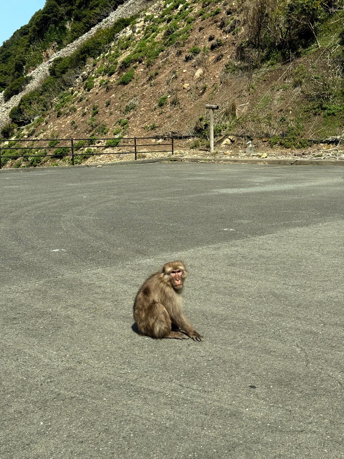 Monkeys!!!!!
