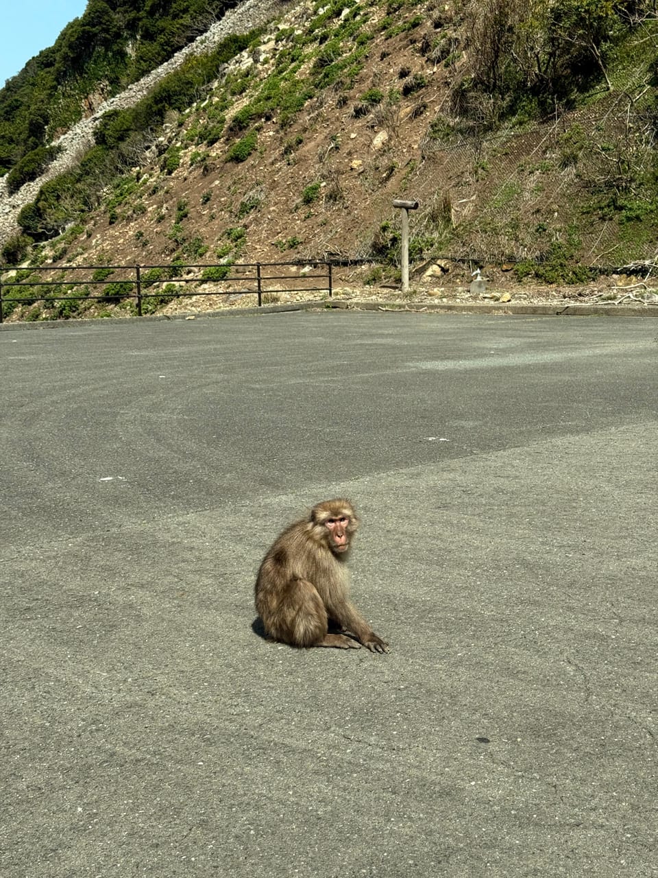 Monkeys!!!!!